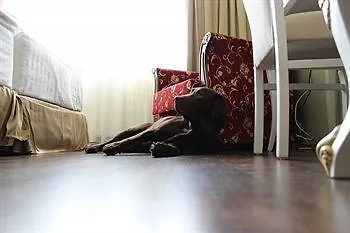 Golden Dome 4* Ίισαλμι