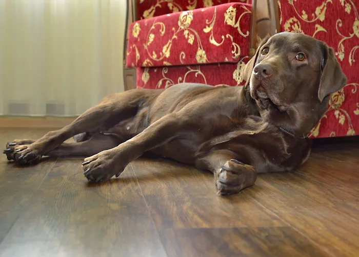 Hotel Golden Dome Iisalmi Iisalmi